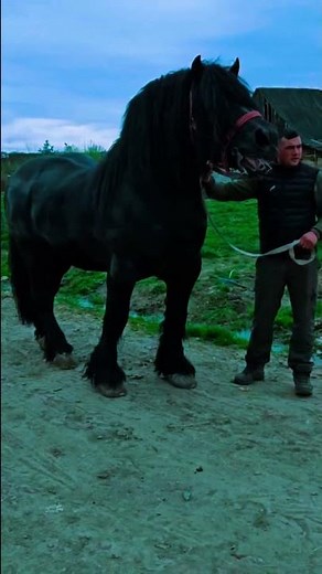 Beautiful Black Horse Running | Real Life Footage