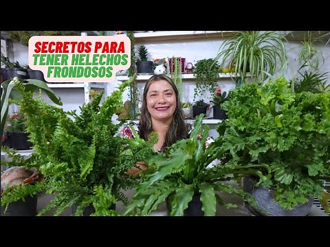 Como Cuidar Tus Helechos Correctamente y Trucos Para Que Tengan Hojas Grandes #helechos