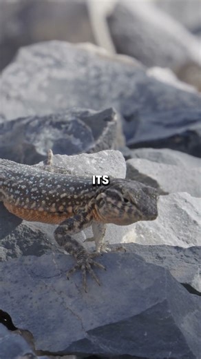 Lizard Defense: Why This Animal DETACHES Its Own Tail (Autotomy!) #lizardfacts #animaldefense