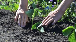 Deja de gastar dinero: el abono casero con productos naturales y reciclados que reviven las plantas
