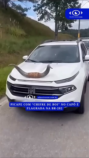 OlhovivocanSC on Instagram: "Durante fiscalização de freios em veículos de carga, sexta-feira dia 30 na BR-282 em Rancho Queimado, policiais rodoviários federais flagram um “chifre de boi” instalado na ponta do capô dianteiro de uma picape. Em caso de atropelamento, objetos cortantes ou pontiagudos nas partes externas do veículo podem causar perfurações e agravar as lesões do pedestre. O motorista foi notificado por conduzir veículo com acessório proibido (segundo o CTB, infração gravíssima com 