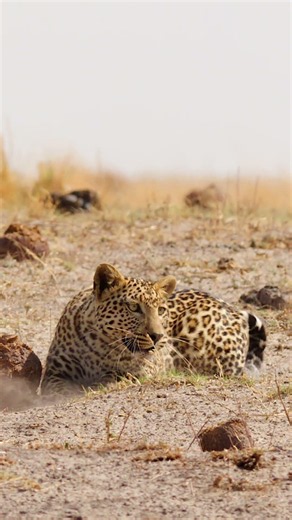 Leopard stalking towards me #leopard #themisfits #wildlife
