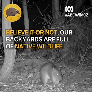 Chances are there’s a bandicoot in your backyard. Like this pregnant northern brown captured on the #ABCWildOz camera trap. ABC is streaming nature LIVE: http://www.abc.net.au/news/wildoz/ | ABC Brisbane