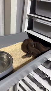 11K views · 11K reactions | #snakelover #ballpythonlove #snek #royalpythons #morph | Xclusive ball pythons | Facebook