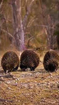Forest Fires Can't Kill It! A Survival Secret Millions of Years in the Making