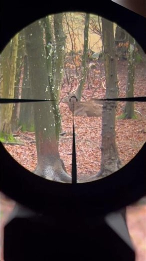 The 30 point Buck #shorts #trending #viralshorts #vortex #optic