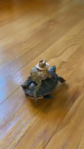 Cowboy Frog 😂😂😂#shorts #hilarious