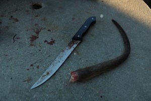 Swamp rat photo gallery