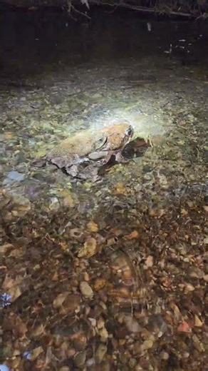 #cute little frogs 🐸🐸🐸