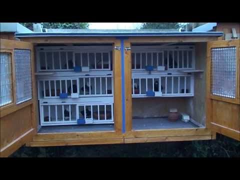 Roller pigeons ; making a breeding kit box.
