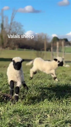 Valais sheep