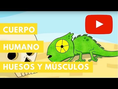 Cuerpo humano: Huesos y músculos | Camaleón
