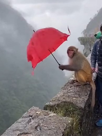 Monkey's Hilarious Umbrella Adventure Near Cliffside