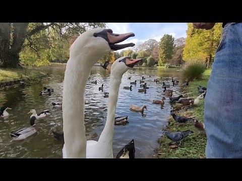 Enten Quaken / Entengeräusche / Entenvideo Ebertpark - Ludwigshafen am Rhein