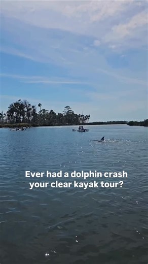Weeki Wachee Clear Kayak Tours on Instagram: "When you’re paddling the Weeki Wachee and suddenly a dolphin pops up beside your clear kayak… yeah, that’s a core memory unlocked. 😍🛶 Dolphins occasionally cruise into the river from the Gulf, following schools of fish or just exploring — and when they do, it’s impossible not to gasp, point, squeal, or all of the above. Their speed, curiosity, and confidence make every sighting feel like a front-row seat to the wildest nature show. 🌊💙 But here’s 