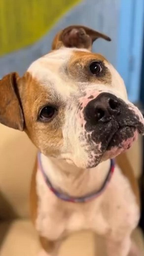 ***Tuesday adoptable.*** This dog will need lots of patients, silence, and calmness to manage the excitement levels and build strength! It’s time to adopt and give calm love❤️‍🔥 Nose/eyes/ears. Please greet with silence no sound. @walkfirstk9 can show you how to greet a dog. Let them come to you and smell you before petting. All dogs need, Rules, boundaries, limitations. Exercise, discipline, affection. Bob needs the owner to follow a veterinarian’s advice for his weight gain. Please make sure 