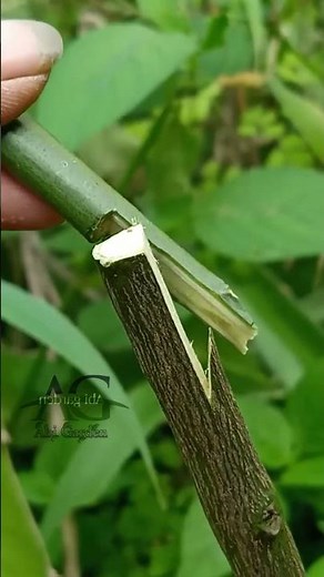 Citrus Tree grafting technique #grafting #citrusgrafting #graftingtechniques #gardening