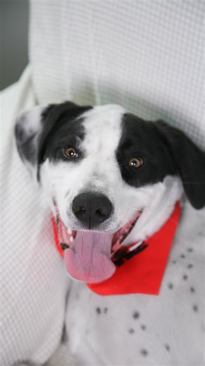 Marshall has been part of the RARE family since he was just a baby. We’ve loved him since the day he came to us—a wiggly, happy puppy who won everyone over with his goofy grin and big, loving heart. He was adopted in February 2024, but sadly returned a few months later when the family’s older dog couldn’t handle his playful energy. That was 453 days ago. And through it all, Marshall has never lost hope—and neither have we. 💙 Now just under 2 years old, Marshall is still that same joyful, smilin