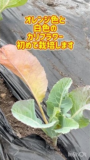 カリフラワー栽培#北海道#家庭菜園 #ひな祭り #我が家 #hokkaido #室蘭#ビニールハウス