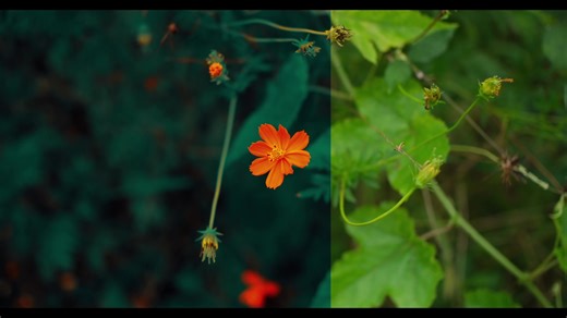 Ultimate Guide to Cinematic Video Color Grading