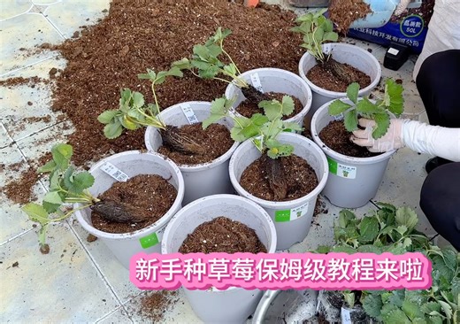 又到可以种草莓的季节了 新手种草莓保姆级的种植教程来啦