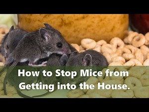 How to Get Rid of Mice and How to Stop Mice From Getting Into Your Home