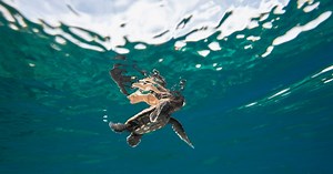 Sea Turtle Protection in the Pacific | The Nature Conservancy