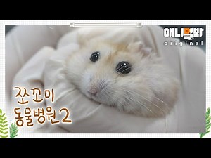 Animal Hospital for Tiny Animals 2 Ep 6 (Patient: Campbell’s Dwarf Hamster Minky)