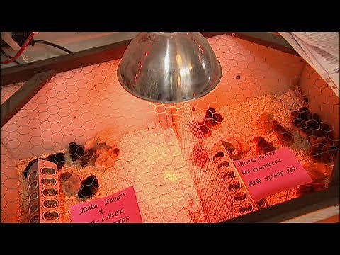 Raising Backyard Chickens - Heat Lamps and Baby Chicks