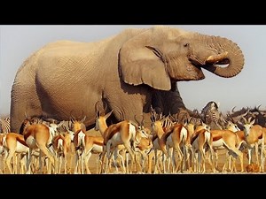 Animal  Comparatives