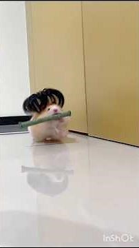 Animals being 100% adorable 😍 #animals #shorts