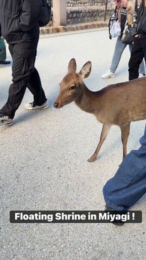 17 reactions · 24 comments | Floating shrine in Miyagi…Looks like it’s just gently resting on the water. Such a peaceful spot and the best part, deer are everywhere, just walking around like they own the place. 歷 #miyagi #Hiroshima #Japan2025 Sophia Iringan Simoun Iringan | Jovy Sebastian Iringan | Facebook
