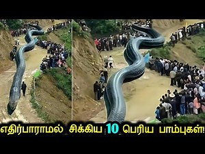 சமீபத்தில் கண்டுபிடிக்கபட்ட நடுங்கவைக்கும் 10 மிகப்பெரிய பாம்புகள்! | Unbelievable Giant Snakes