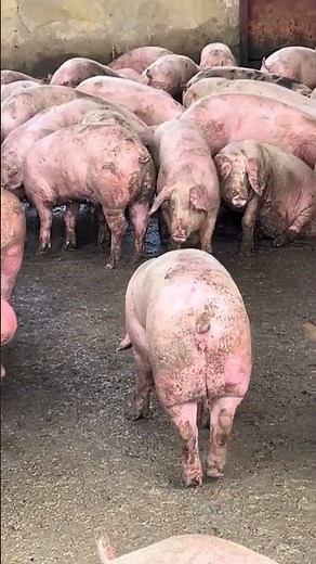 L’élevage des porcs est l’activité la plus rentable en élevage