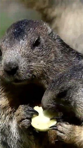 Cute Chipmunks Eating 🐿️ | Fun Animal Shorts #kidsshorts #cuteanimals