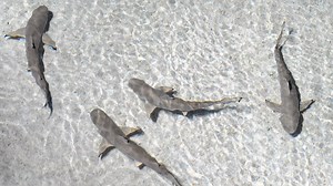 Scientists bring 97 baby sharks to life through artificial insemination