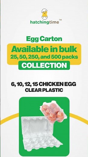 Bulk Egg Cartons Collection