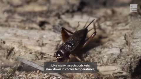 How Crickets Can Help You Determine The Temperature