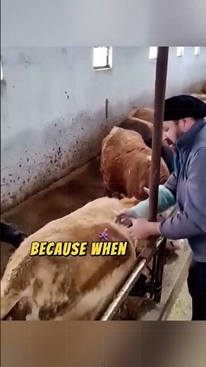 Why does a cow release methane gas?