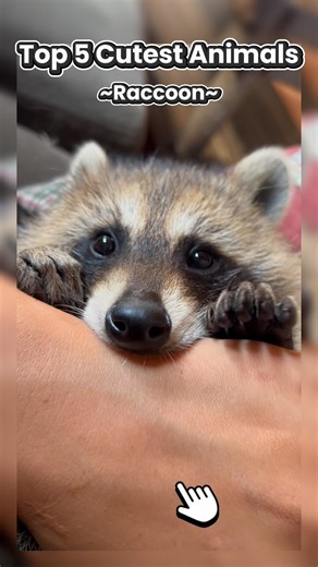These Animals Are TOO Cute 😭💖 #viral #cute #animals #animalvideos #animalscute