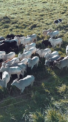 Oxen, Cattle, Corral. Free Stock Video