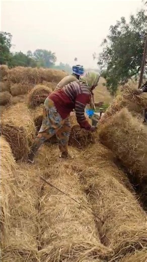 #We are planting rice fields #