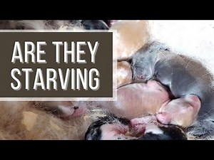 How To Tell If Mother Rabbit Is Feeding Babies