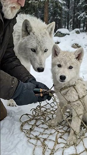 A Mother Arctic Wolf Pleads with an Old Man to Save Her Baby!