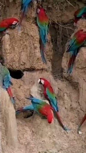 Beautiful American Parrot Talking 🦜 | Most Intelligent Bird Ever! #Shorts