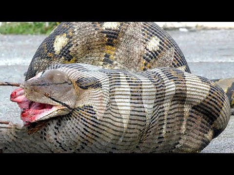 10 Most Dangerous Animals In Australia