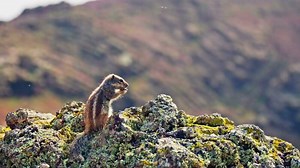 Chipmunk eating nuts against the backdrop of a mountain landscape
