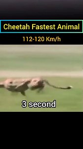 Cheetah Full Speed _ Fastest Animal in the world cheetah s