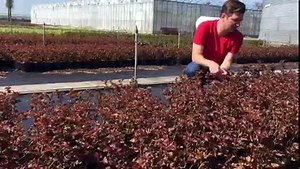 3.7K views · 198 reactions | Physocarpus opulifolius 'Lady in Red' - Hólyagvessző 1-1,5 méter magasra megnövő, nyáron virágzó növény. | Megyeri Szabolcs kertész | Facebook