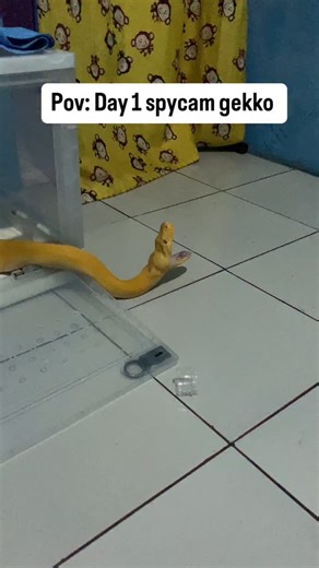 Tenk slytherin on Instagram: "Day 1 jdi spycam gekko #lfl #lfl❤️ #lfl #cutesnake #exoticpets #reptiles #fyp #snake #snake #fypシ #reels"
